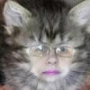 Cat_wife_meow