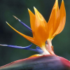 Miss Strelitzia