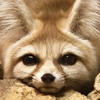 REDANFOX