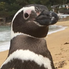 Magellanic Penguin